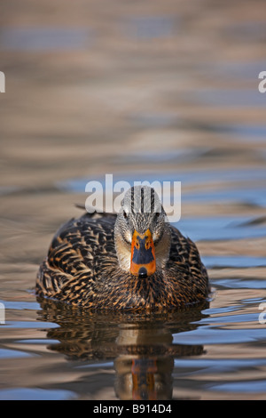 Mallard Anas platyrhynchos platyrhynchos female in perfect breeding plumage swimming on the Harlem Meer in Central Park NYC Stock Photo