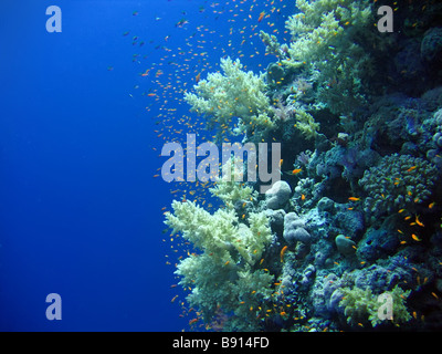 Underwater landscape with many small fish The Red sea Stock Photo