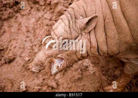 Female Babirusa pig in mud Stock Photo