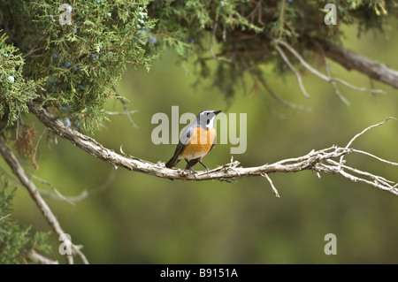 White throated Robin Irania gutturalis korkitelli hills turkey Stock Photo