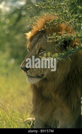 Close up portrait of fine male lion close to the spiky sharp thorns of an acacia tree Amboseli National Park Kenya East Africa Stock Photo