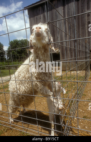 Domestic Goats Stock Photo