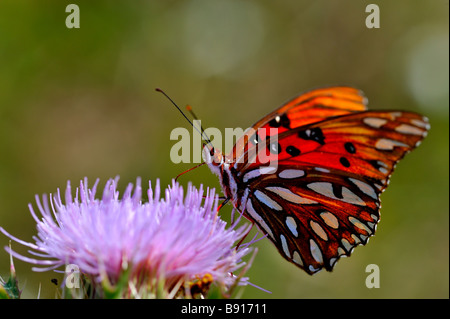 Gulf Fritillary Butterfly. Stock Photo