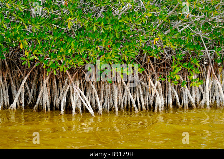 Mangrove trees. Stock Photo