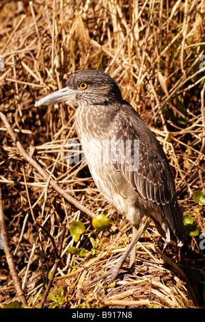 An immature yellow crowned night heron hangs out in brush near a Florida river Stock Photo