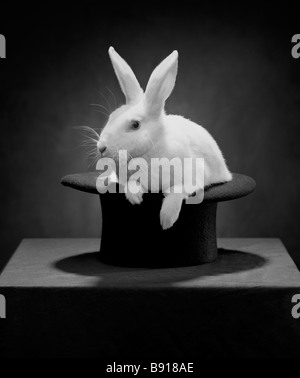 Rabbit in a hat Stock Photo