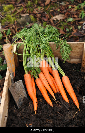 Fresh carrots that have just been dug up from the vegetable patch Stock Photo