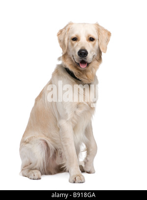 Golden Retriever 1 year in front of a white background Stock Photo