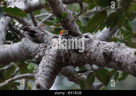 Yellow-crowned Woodpecker Dendrocopos mahrattensis in a tree in Ranthambore National Park India Stock Photo