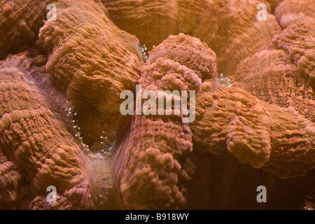 Red lobed brain coral close-up lobophyllia Stock Photo