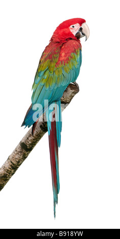 Green winged Macaw Ara chloropterus 18 months in front of a white background Stock Photo