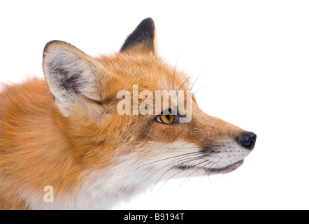 Red fox 4 years Vulpes vulpes in front of a white background Stock Photo
