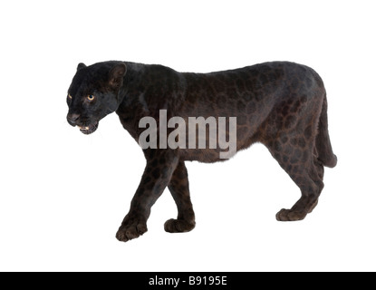 Black Leopard 6 years in front of a white background Stock Photo