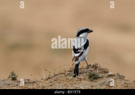 Southern Grey Shrike Lanius meridionalis pallidirostis standing on the ground Stock Photo