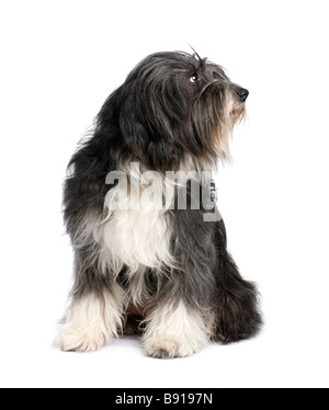 Tibetan Terrier 7 years in front of a white background Stock Photo