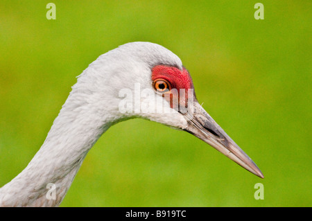 Profile head of Lesser Sandhill Crane, Grus canadensis canadensis, Homer, Alaska, USA Stock Photo