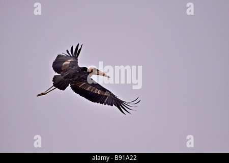 Greater Adjutant Stork Leptoptilos dubius in flight Stock Photo