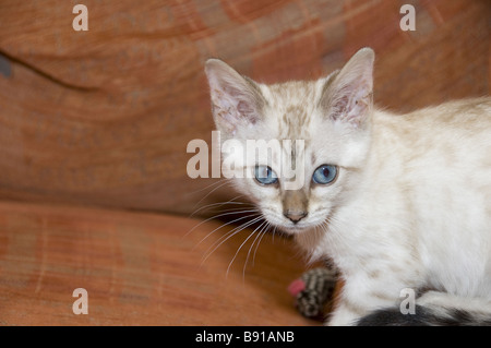 A Bengal kitten playing with a toy on an orange sofa Stock Photo