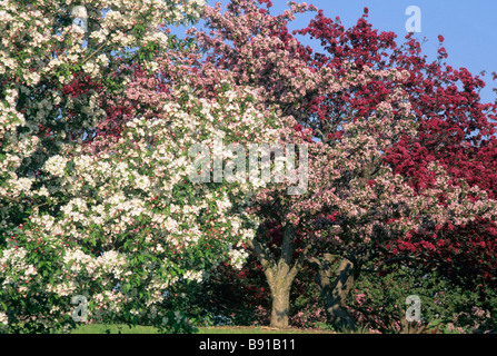 GROVE OF FLOWERING CRABAPPLE TREES AT THE MINNESOTA LANDSCAPE ARBORETUM IN CHASKA, MINNESOTA.  SPRING. Stock Photo