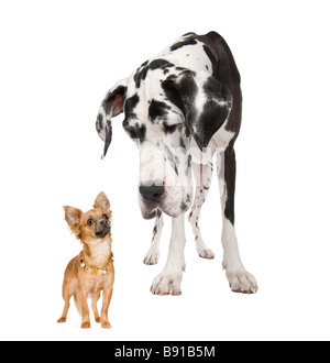 harlequin Great Dane 4 years looking down at a small chihuahua 18 months in front of a white background Stock Photo