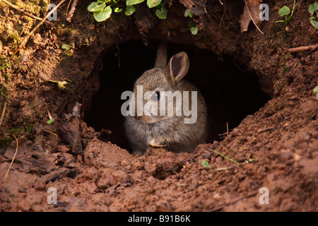 young rabbit in the mouth of its burrow warren oryctolagus cuniculus Stock Photo