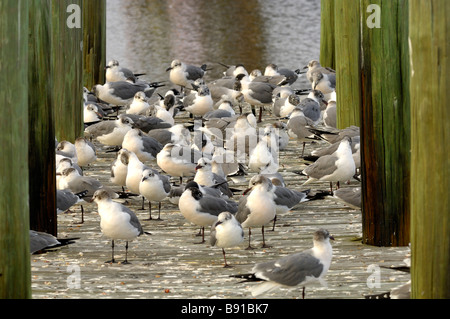 Gulls on a dock. Stock Photo