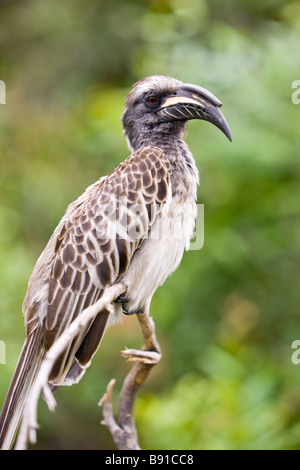 African Grey Hornbill, Tockus nasutus Stock Photo