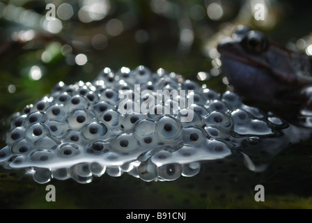 Frog spawn Stock Photo