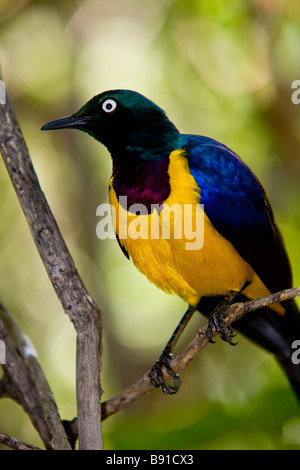 Golden-breasted Starling or Royal Starling ( Cosmopsarus regius ) Stock Photo