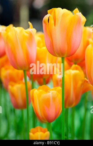 Colorful tulips in spring Keukenhof The Netherlands Stock Photo