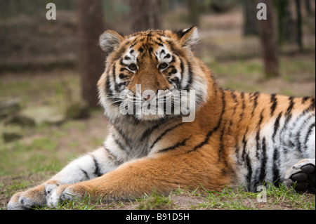 close up of a cute Siberian tiger cub Panthera tigris altaica Stock Photo