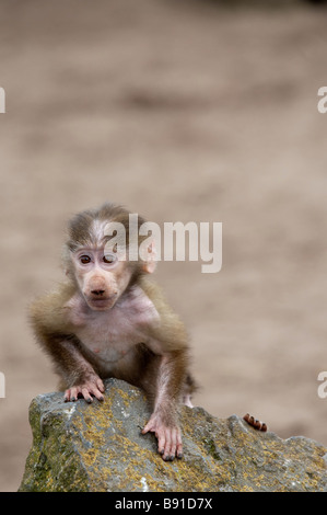 Cute baby Hamadryas Baboon Papio hamadryas Stock Photo