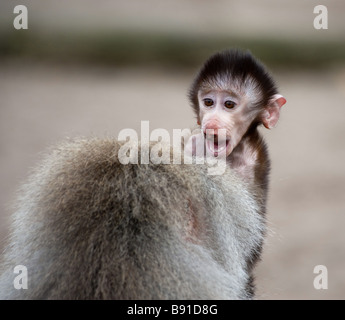 Cute baby Hamadryas Baboon Papio hamadryas Stock Photo