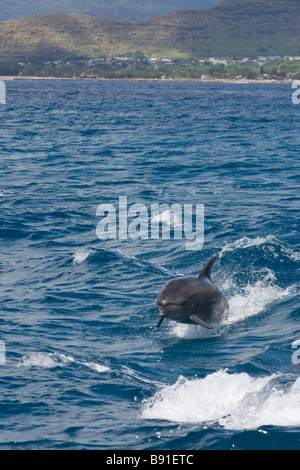 Wild dolphins in Honolulu Stock Photo