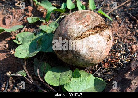 Cocos nut laying on the ground in leafes. Stock Photo