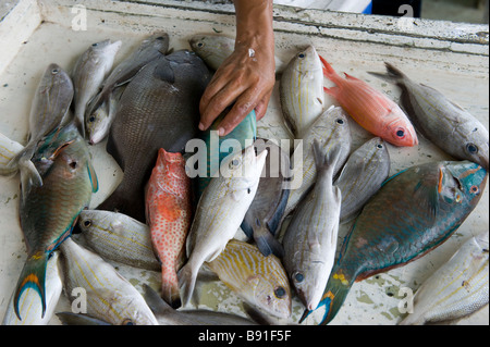 The variety of fish caught by fishermen and on sale in the market of St John s the main town Stock Photo