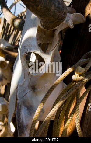 Sun bleached skull of steer with horns Stock Photo