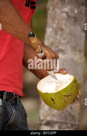 Young Bajan man opening fresh coconut at 'Crane Beach', Barbados, 'West Indies' Stock Photo