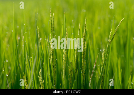 Rice ripening in Bali Stock Photo