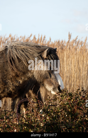 PONY BROWSING BRAMBLES AT RSPB RESERVE CONWY Stock Photo