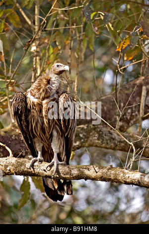 Slender billed Vulture Gyps tenuirostris in Kaziranga national park in Assam Stock Photo