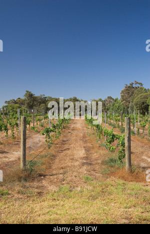 Young grapevines in the Margaret River Region, Western Australia Stock Photo