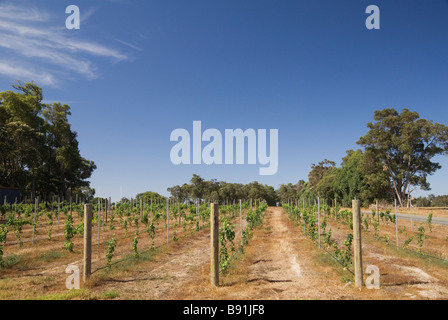 Young grapevines in the Margaret River Region, Western Australia Stock Photo