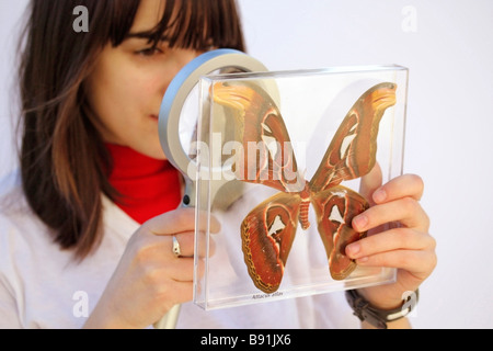 Watching a giant butterfly. Attacus atlas Stock Photo