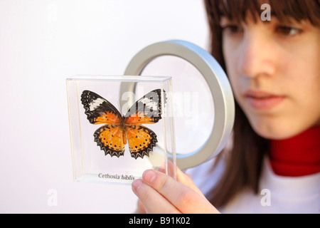 Watching a butterfly. Cethosia biblis Stock Photo