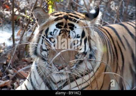 Close-up portrait of a Bengal tiger in Kanha National Park, madhya pradesh, India Stock Photo