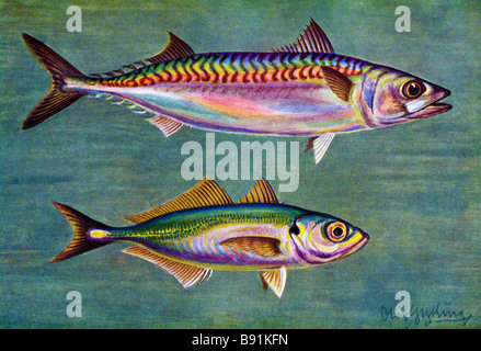 19th century illustration by Olof Gylling (1850-1928) of the Atlantic mackerel, Scomber scombrus and Atlantic horse mackerel Stock Photo