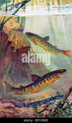 Brown trout (Salmo trutta) Illustration by P Flanderky (1872-1937) Stock Photo