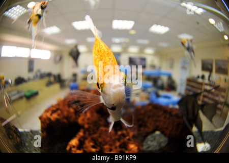Angelfish Pterophyllum scalare in an indoor aquarium Stock Photo