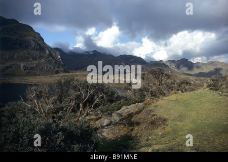 Polylepis forest in Cajas National Park, Ecuador Stock Photo